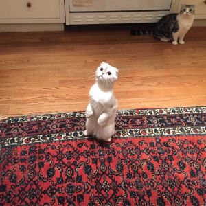 テイラー・スウィフトの愛猫たち